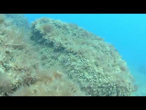 Видео: Отрытые сезона 21.03.2023г. Район Токмак. Актау.