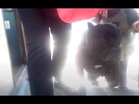 Видео: Трамвай Киева, карантинный маршрут 28Д Позняки - ст. Ватутина, вид из кабины, + бонус: буксировка