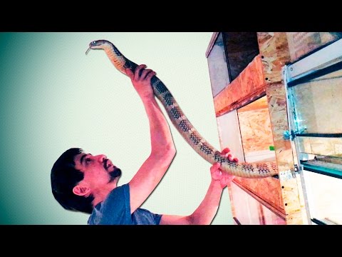 Видео: О ПОСЛЕДСТВИЯХ ПОСЛЕ ВЫПИТОГО ЯДА. Недовольные кобры и проблемные мамбы