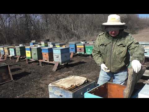Видео: ЗИМОВКА В ПЛОХОМ УЛЬЕ