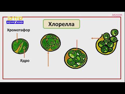 Видео: 6-класс | Биология | Өсүмдүктөрдүн классификациясы жана систематикасы.Төмөнкү түзүлүштөгү өсүмдүктөр