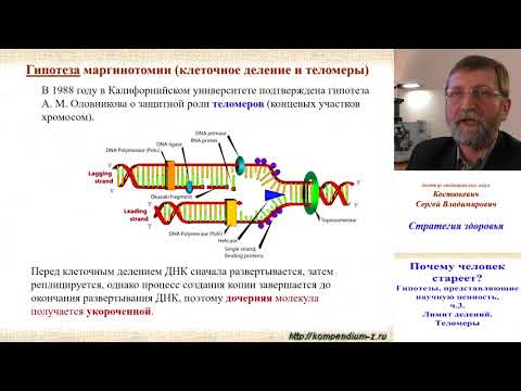 Видео: 3.2 Почему человек стареет?  Наука 3.  Хейфлик. Теломеры