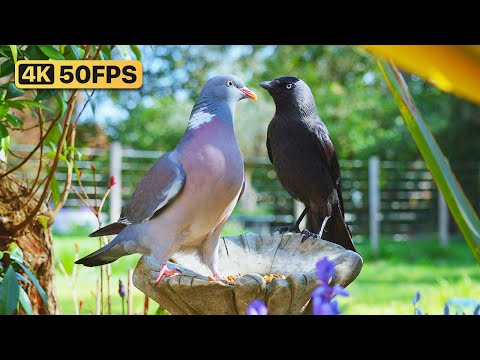 Видео: Кино Для кошек и собак 😸 Ушки птицы и белки из орнамента 🕊🐿 птички для кошек