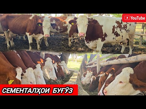 Видео: Адрес Хистеварз ватсап 928483311