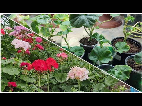 Видео: Пеларгонии из посылки зацвели через месяц!