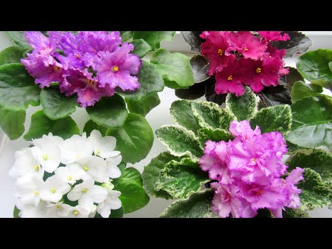 Видео: ТАК ФИАЛКИ БУДУТ ЦВЕСТИ ПОСТОЯННО!! ШАПКИ ЦВЕТОВ! СЕКРЕТ В ЭТОМ!!