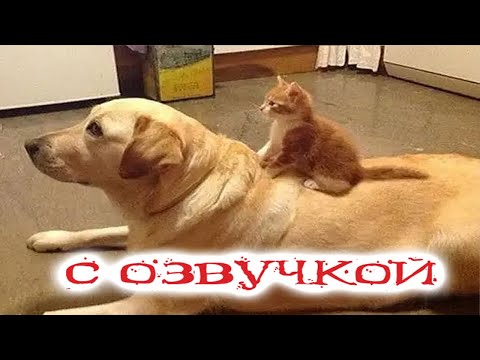 Видео: Приколы с котами! ВПЕРЁД, К ХОЛОДИЛЬНИКУ!!! Смешные коты С ОЗВУЧКОЙ! Самые Смешные животные!