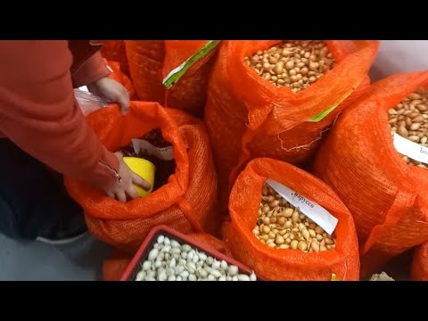 Видео: КУПУЄМО НА ПОСАДКУ ЦИБУЛЮ.