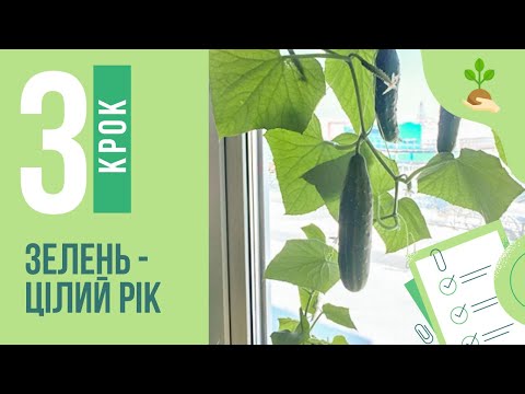 Видео: Зелень цілий рік.Ч.3. Огірки на підвіконні або балконі.