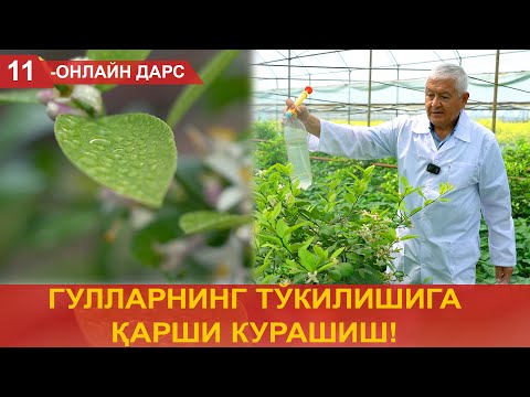 Видео: Лимон гулларининг тўкилишига қарши курашиш!