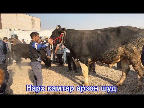 Видео: Молбозори Душанбе нарх каме арзон шуд,          1 октября 2025 г.