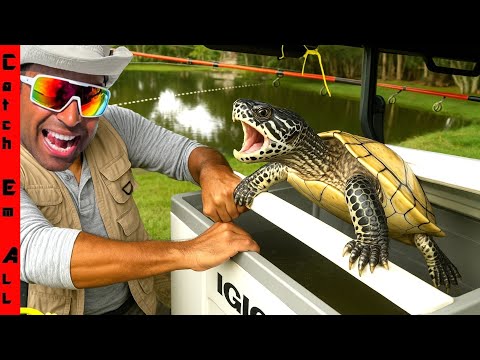 Видео: В первый день зимы мы НАШЛИ МЕНЯЮЩУЮ ЦВЕТ ОДНОНУЮ ЧЕРЕПАХУ!