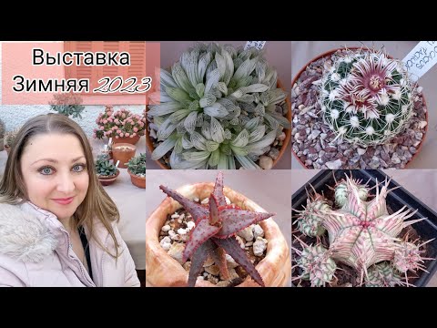 Видео: Выставка Кактусов🇬🇷 2023 зимняя #выставка #выставкацветов