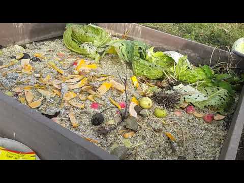Видео: Компост.Компостная грядка. Октябрь 23.2019