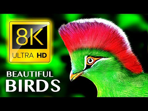 Видео: Величайшая КОЛЛЕКЦИЯ ПТИЦ в 8K 60FPS HDR