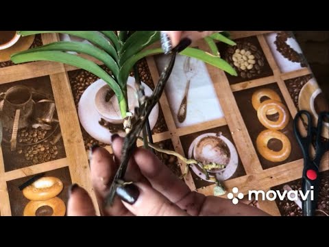Видео: У Ванды сгнили все корни😱 спасаю Ванду.