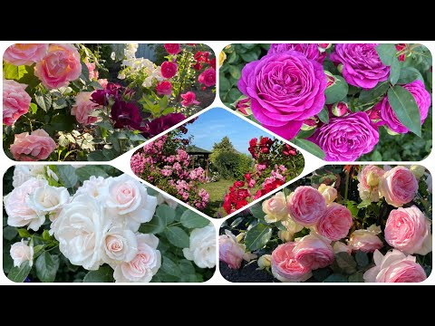 Видео: Цветение роз. Прогулка по саду, июль 2022г. (Урал, 2-3 зона)