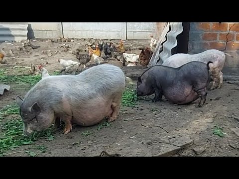 Видео: Таких пузатых вьетнамцев я сроду не видел! Буду избавляться от хозяйства / цыплята заболели((