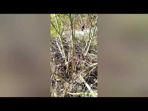Видео: Покос 15 соток , заработал 70тыс.рублей