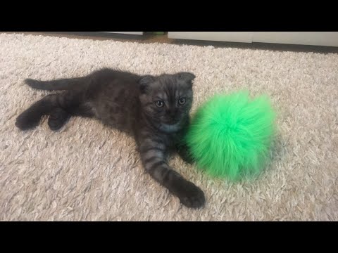 Видео: Котёнок-2 мес🐈😻😻