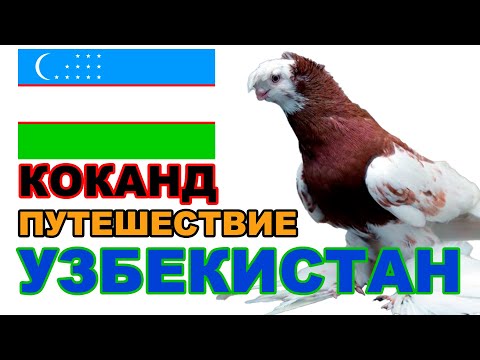 Видео: Путешествие в Узбекистан Коканд и Ташкент. Двухчубые голуби. Tauben. Pigeons الحمام Merpati Kalapati