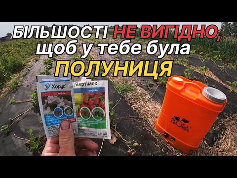 Видео: ЦЕ МАЛО ХТО ПОКАЗУЄ/Чим обробити кущі полуниці,ПІСЛЯ СЕЗОНУ?