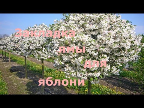 Видео: Правильная закладка ямы для яблони!