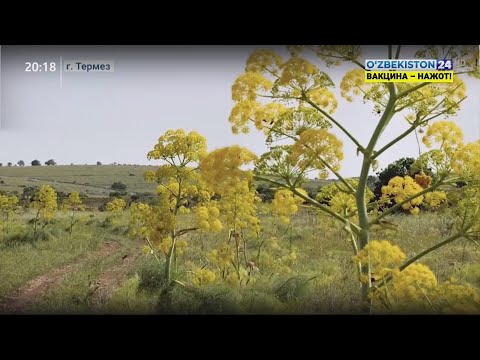 Видео: Перспективы выращивания ферулы в Сурхандарье