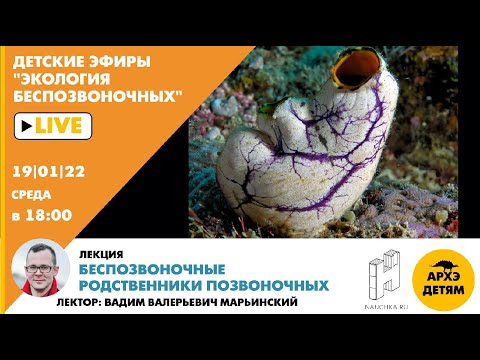 Видео: Лекция Вадима Марьинского "Беспозвоночные родственники позвоночных" курса "Экология беспозвоночных"