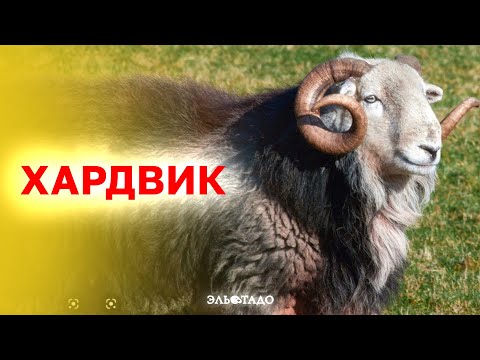 Видео: Хардвик: уникальная порода домашних овец овец!