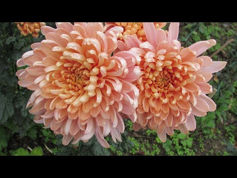 Видео: Бал хризантем в Ялте (Никитский ботанический сад. Ноябрь)