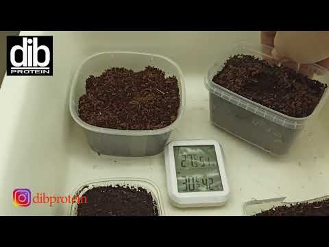 Видео: Инкубация сверчковых яиц. Сверчковая пыль.