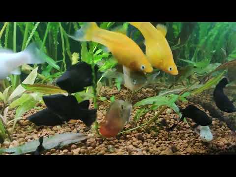 Видео: Мой аквариум 300 литров с гуппи и другими  живородками, лялиусами, данио 01.12.2023