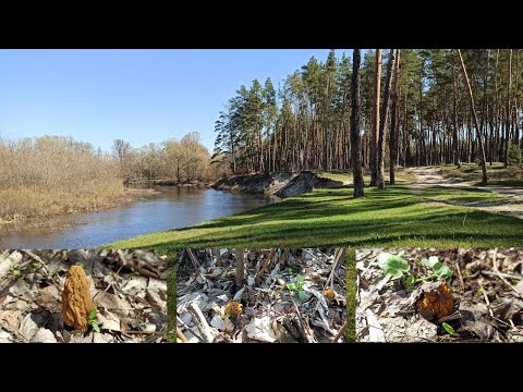 Видео: Ворскла. богемские грибы - весенний деликатес