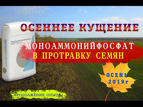Видео: Моноаммонийфосфат опыт на озимой пшенице. Питание протравки