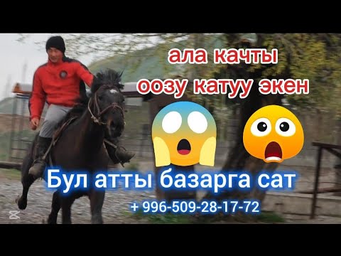 Видео: Ат алып качты токтобой койду