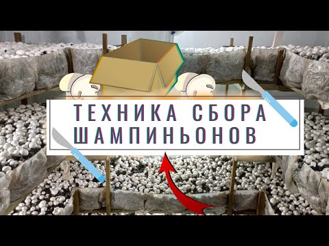 Видео: Техника сбора шампиньонов . Сбор грибов в 2022.Выращивание шампиньонов