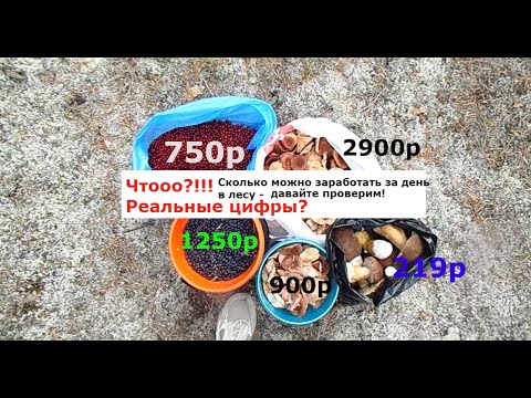 Видео: Сколько можно заработать на грибах и ягодах!!!