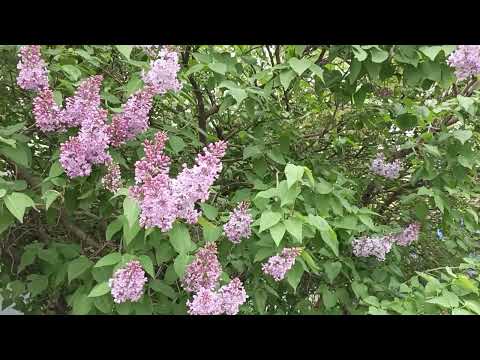 Видео: Аткарск. Начало мая, расцвела сирень.