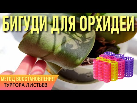 Видео: БИГУДИ ДЛЯ ОРХИДЕИ - МЕТОД ВОССТАНОВЛЕНИЯ ТУРГОРА ЛИСТЬЕВ ОРХИДЕЙ! НАПИТОК ИЗ КЛЕВЕРА ДЛЯ ОРХИДЕЙ!