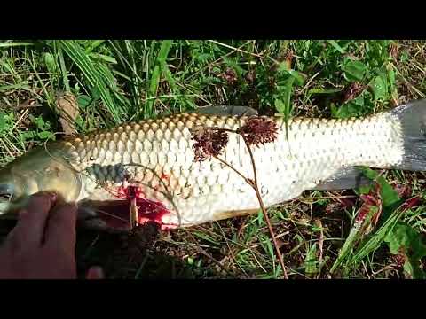 Видео: Охота с рогаткой 2023.рыбалка в Августе.