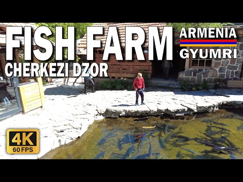 Видео: Cherkezi Dzor - Fish Farm and Restaurant, Gyumri / Armenia, Рыбная ферма и ресторан, Гюмри 4K 60fps