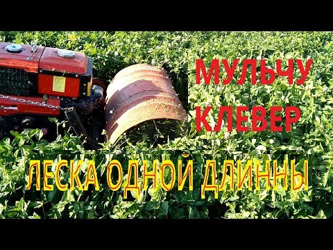 Видео: мульчером картошника по клеверу,(ЛЕСКА ОДНОЙ ДЛИННЫ)