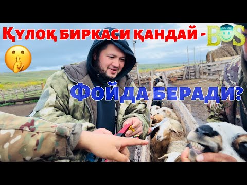Видео: Қулоқ биркаси қандай фойда беради?#рекомендация #чорвачилик #узбекистан #фермерлик #куйлик #природа 