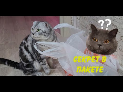 Видео: Секрет в пакете