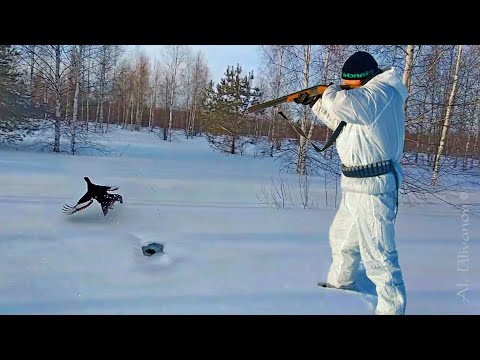 Видео: Косачи сидят до Последнего! ОХОТА на ТЕТЕРЕВА на ЛУНКАХ #2.  A Winter Black Grouse Hunt