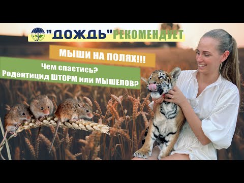 Видео: МЫШИ НА ПОЛЯХ!!! Чем спастись? Родентицид ШТОРМ или МЫШЕЛОВ?
