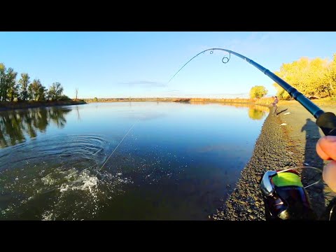 Видео: ЯВНЫЙ УТРЕННИЙ ЖОР СУДАКА/БЕРЕГОВОЙ ДЖИГ ПО МЕСТНЫМ ТОЧКАМ