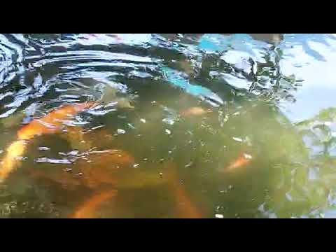 Видео: Карпы и Кометы в пруду.