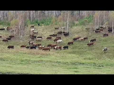 Видео: Бычки и осеннее пастбище | Отвечаю на вопросы